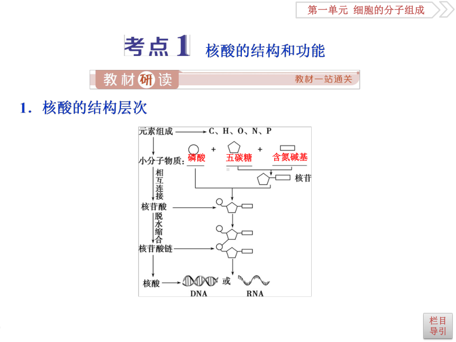 细胞的分子组成4 第4讲 核酸与细胞中的糖类和脂质(2021年生物高考复习)课件.ppt_第3页