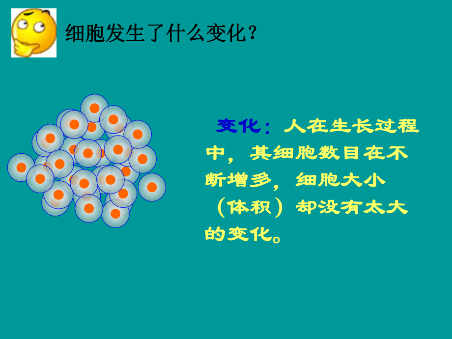 第3章 第3节 细胞通过分裂而增殖课件.ppt_第3页