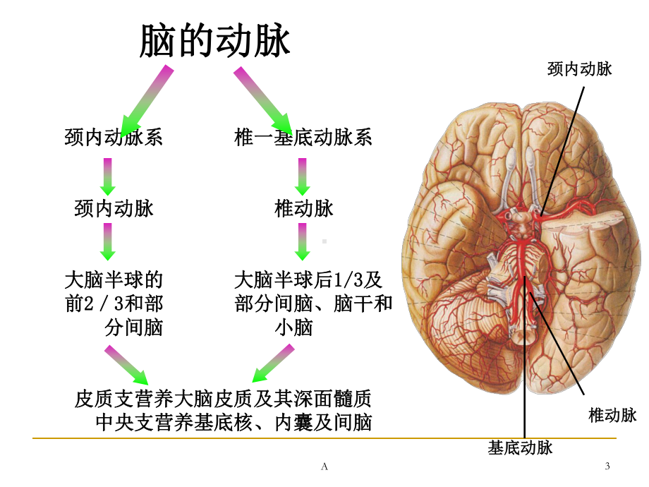 脑的血液供应课件.ppt_第3页