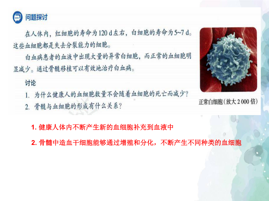 细胞的分化（新教材）人教版高中生物必修一教学课件.ppt_第3页