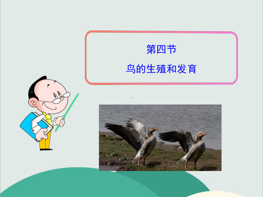 第四节 鸟的生殖和发育—公开课一等奖课件.ppt_第1页