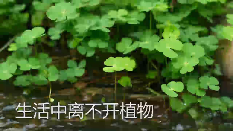 粤教版科学《校园里的植物》课件1.pptx_第3页