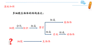 第四节单细胞生物课件2021 2022学年人教版生物七年级上册.pptx