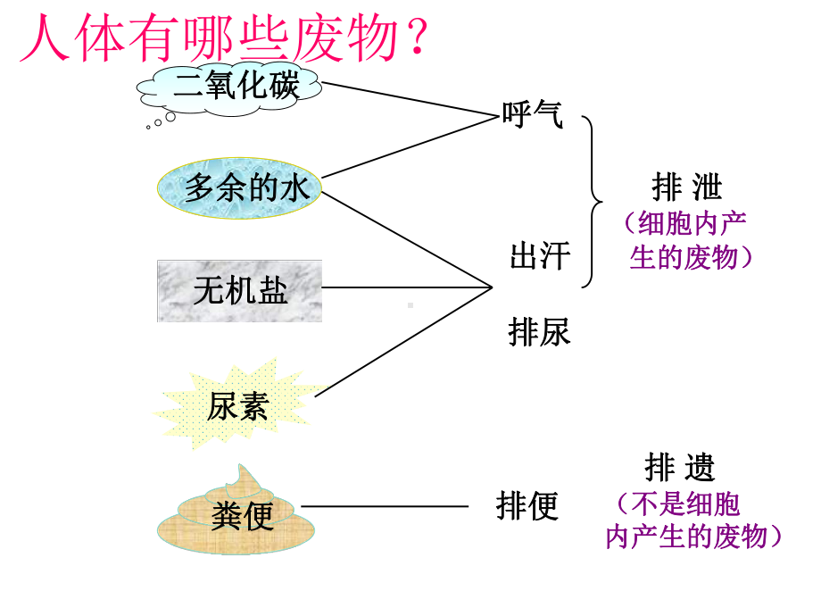 部编人教版七年级生物下册《人体内废物的排出》优秀教学课件-002.pptx_第3页