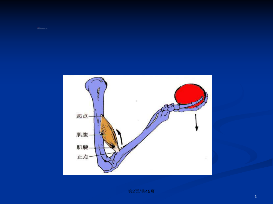 肌学人体结构学教案课件.pptx_第3页