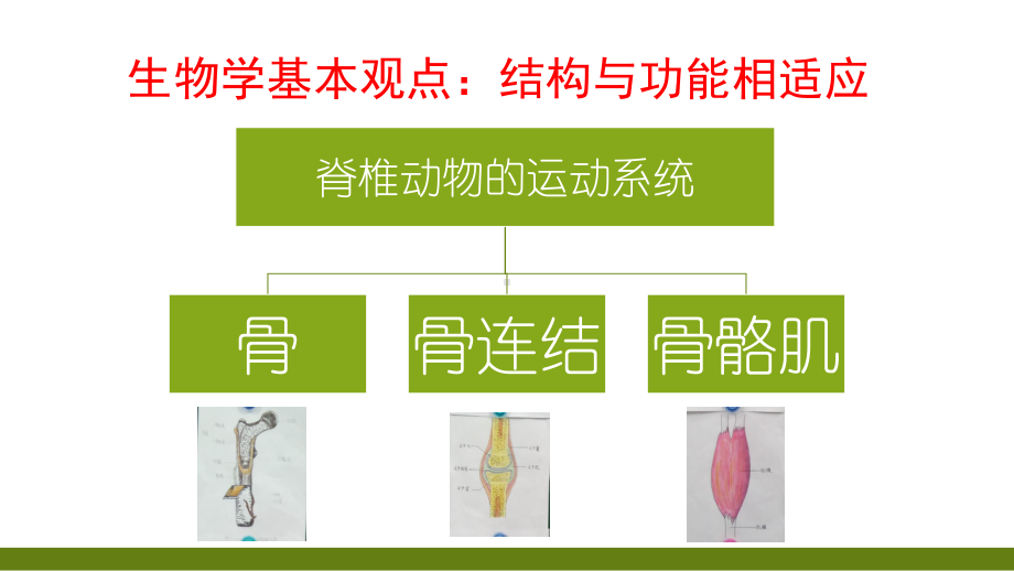 运动的基础课件 2021 2022学年冀少版生物八年级上册.pptx_第3页