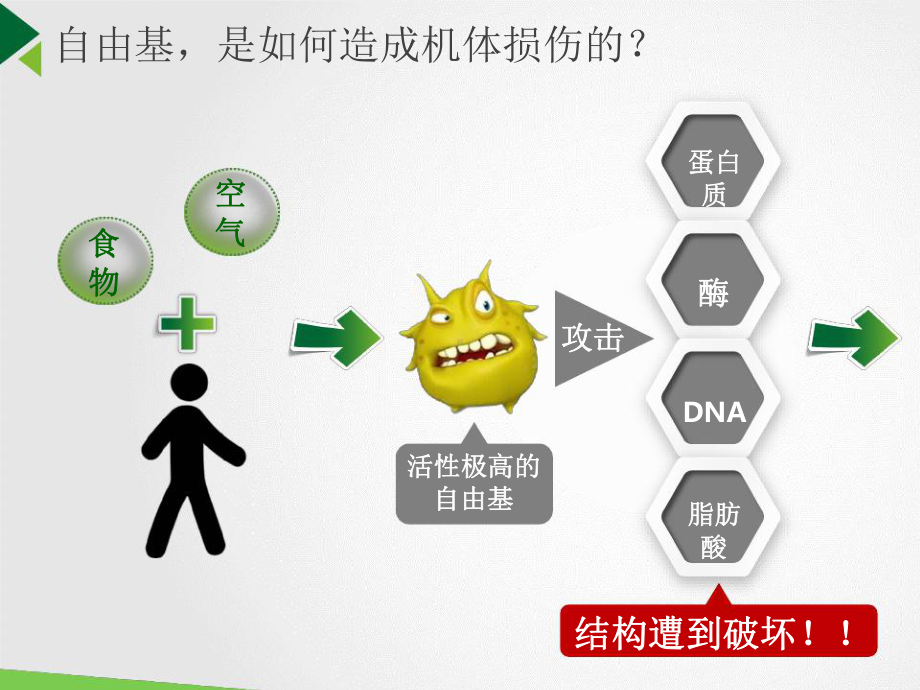 营养基础班 抗氧化三剑客课件.ppt_第3页