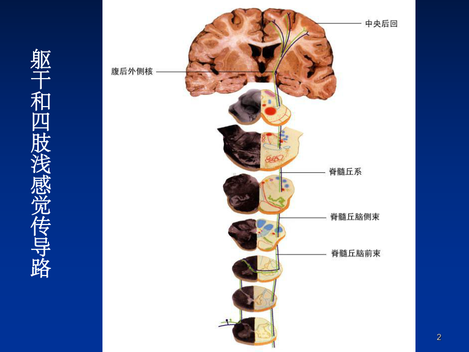 神经系统的功能课件7.ppt_第2页