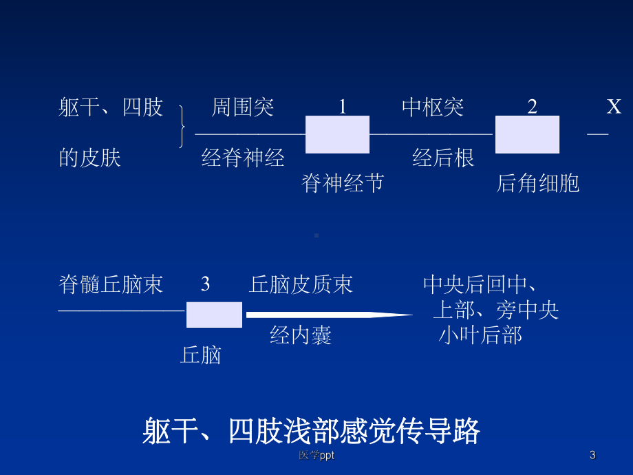 神经系统的功能课件7.ppt_第3页