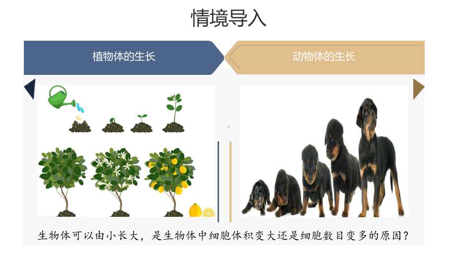 第二章第一节 细胞通过分裂产生新细胞课件20212022学年人教版七年级上册.pptx_第3页