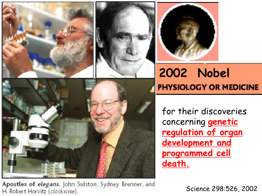 研究生课 细胞凋亡的主要信号转导途径 分子生物学课课件.ppt_第3页