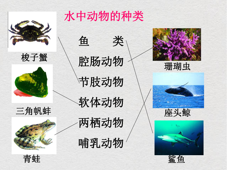 苏科版生物七年级下册课件：第10章 水中的生物 复习课件.ppt_第2页