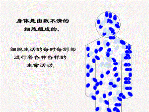 部编人教版七年级生物上册 细胞的生活课件.ppt