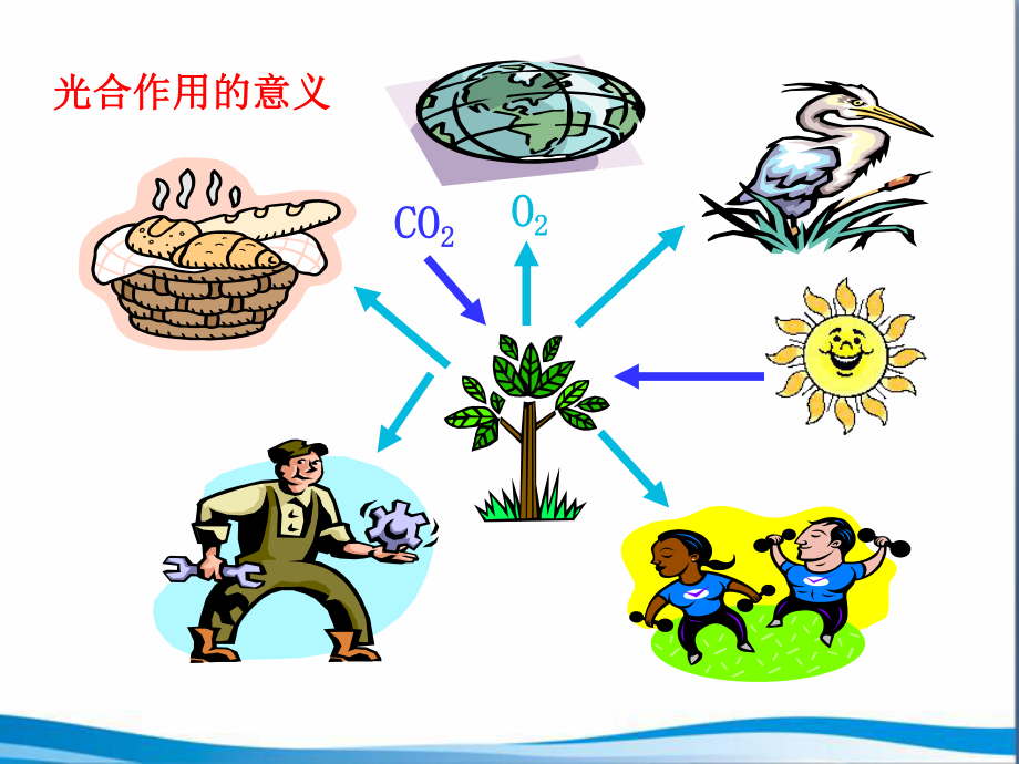 苏教版生物课件71绿色植物是食物之源.pptx_第2页