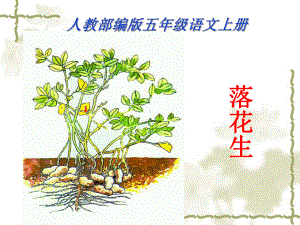 统编五年二上《落花生》精选课件.ppt