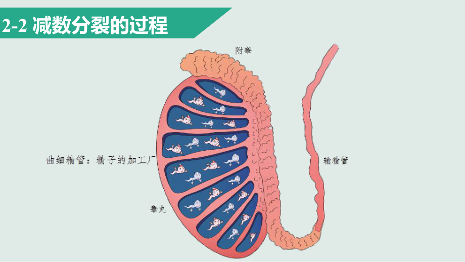 高中生物新教材《减数分裂》1课件.pptx_第2页