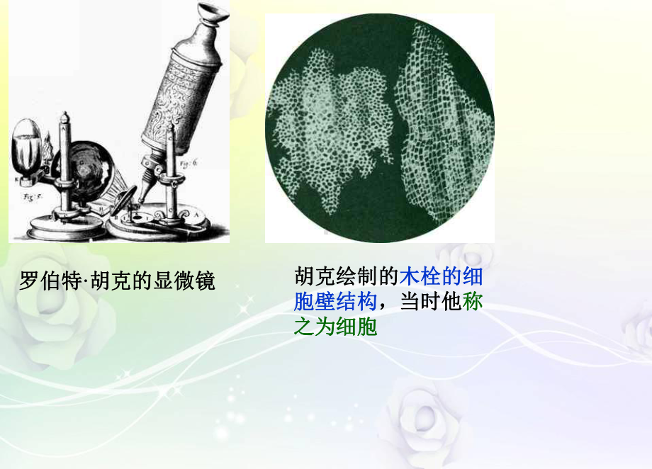 青岛小学科学六下《1 细胞》课件 .ppt_第2页