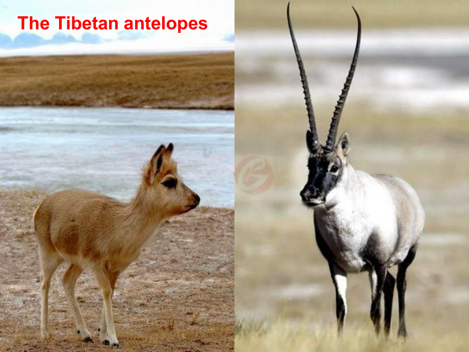 高中英语《saving the antelopes》优质教学课件设计.pptx_第2页