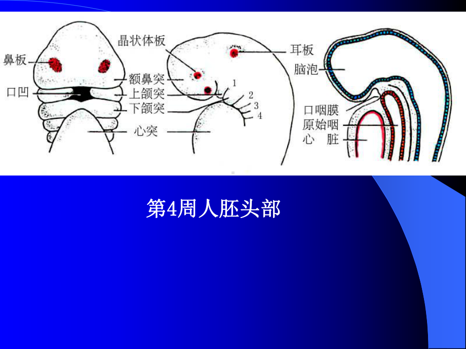 颜面和四肢的发生课件.ppt_第3页