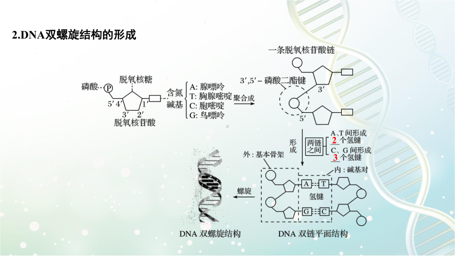 高三生物一轮复习优质课件：DNA的结构、复制及基因的本质.pptx_第3页