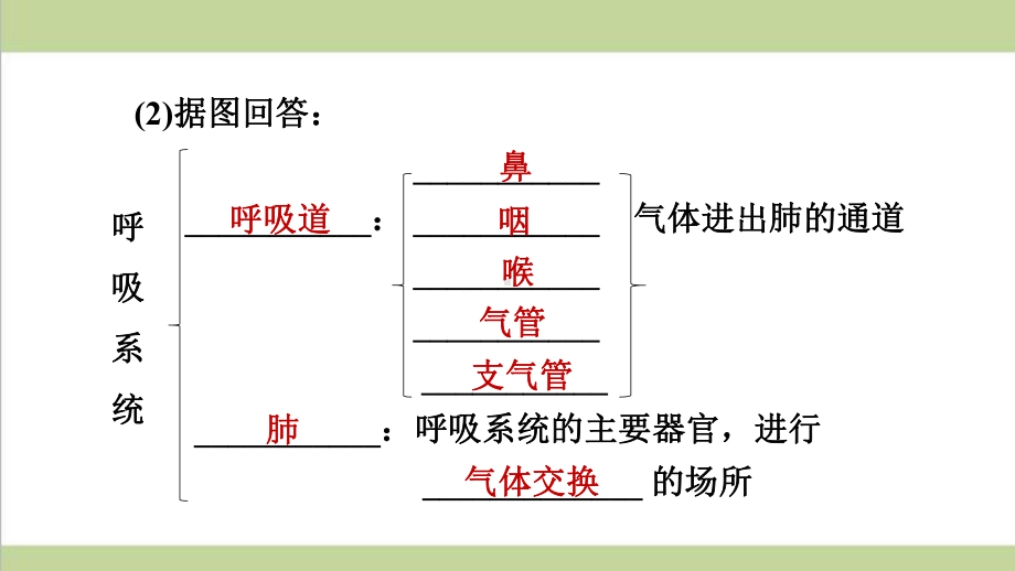 鲁科版五四制七年级上册生物 31 呼吸道对空气的处理 重点习题练习复习课件.ppt_第3页