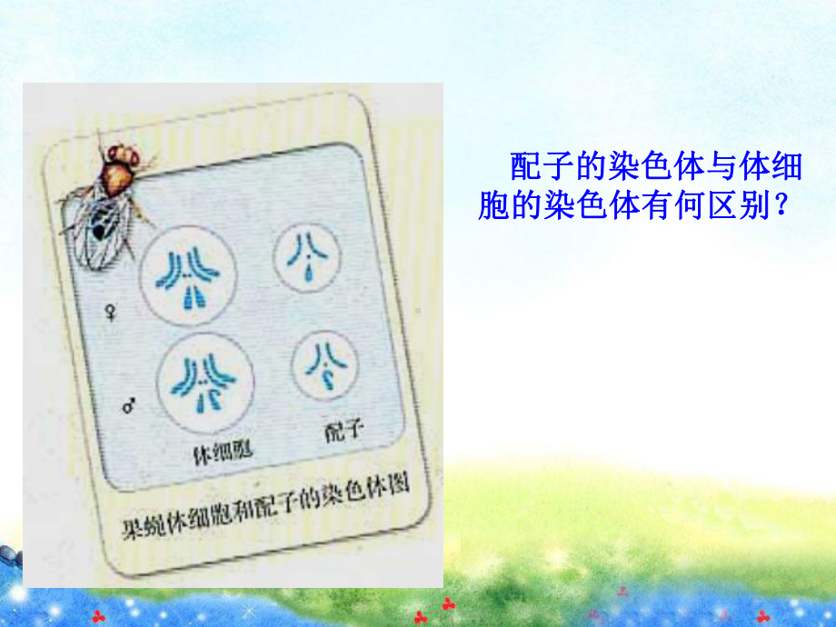 高一生物《减数分裂和受精作用》课件 公开课获奖课件.ppt_第2页