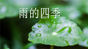 雨的四季 公开课课件.pptx