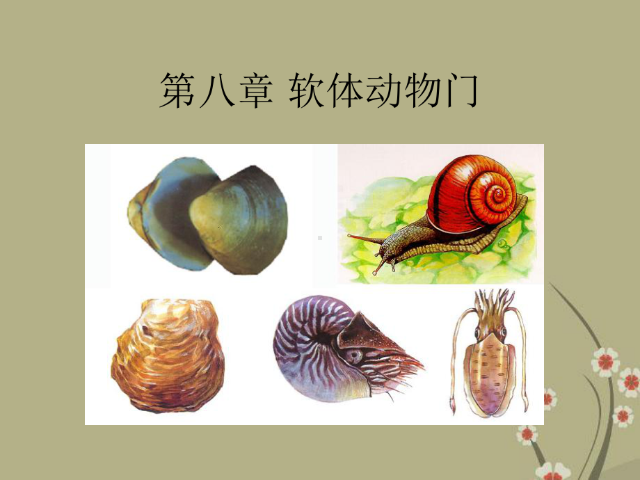 高中生物 普通动物学软体动物门课件.ppt_第1页