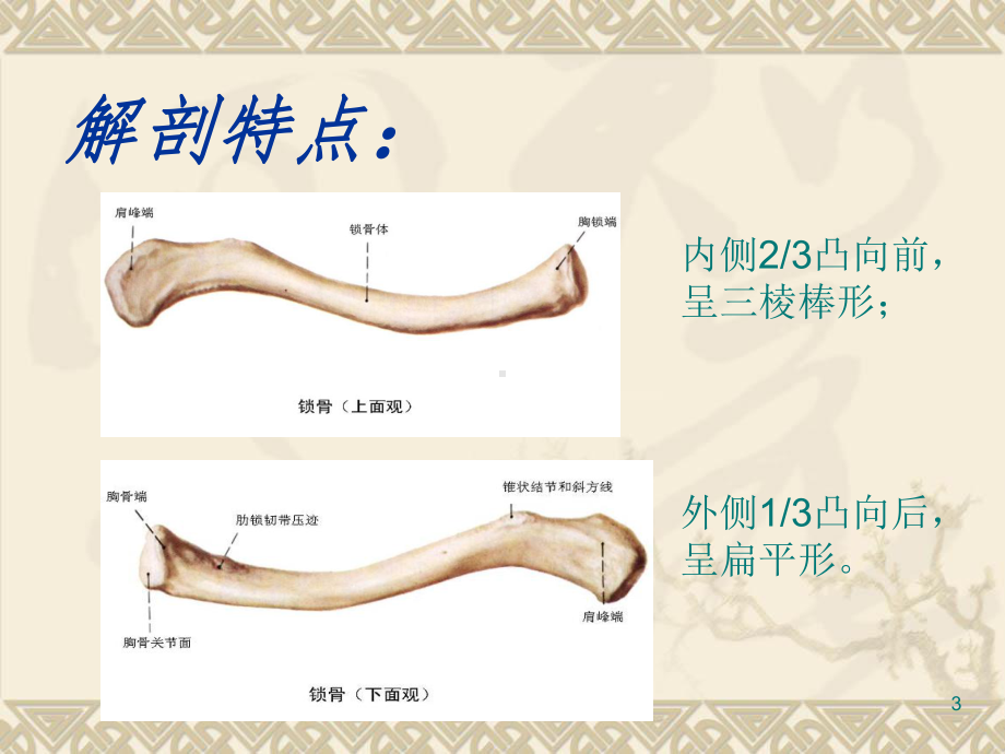 锁骨骨折 骨伤三科课件.ppt_第3页