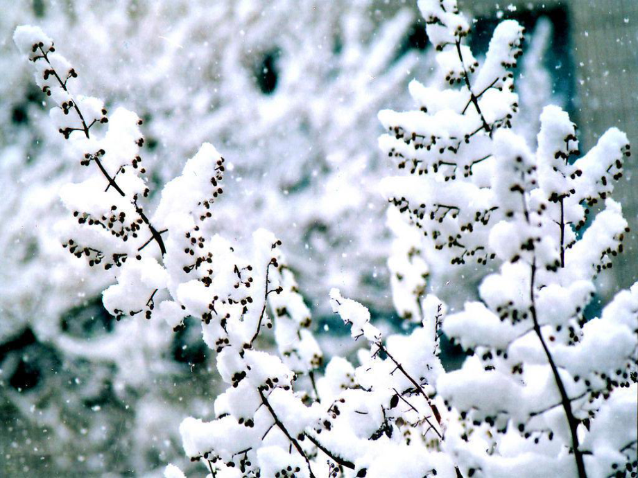 部编版语文九年级上册《湖心亭看雪》课件 .ppt_第2页