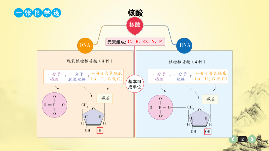 高三一轮生物专题复习课件3：核酸.pptx_第2页