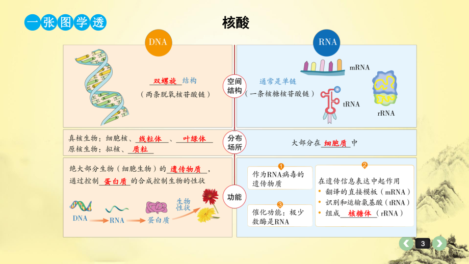 高三一轮生物专题复习课件3：核酸.pptx_第3页