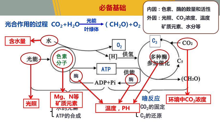 高三二轮复习·光合作用的影响因素课件.pptx_第3页