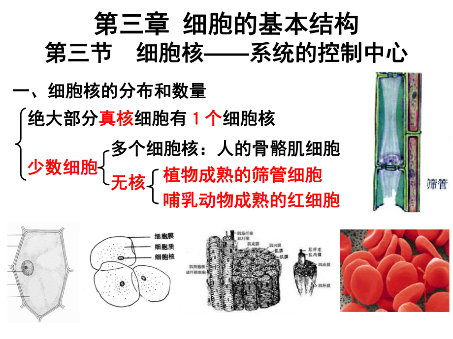 高中生物必修1 33细胞核-系统的控制中心课件.ppt_第1页