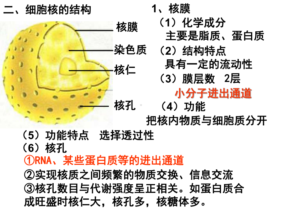 高中生物必修1 33细胞核-系统的控制中心课件.ppt_第2页