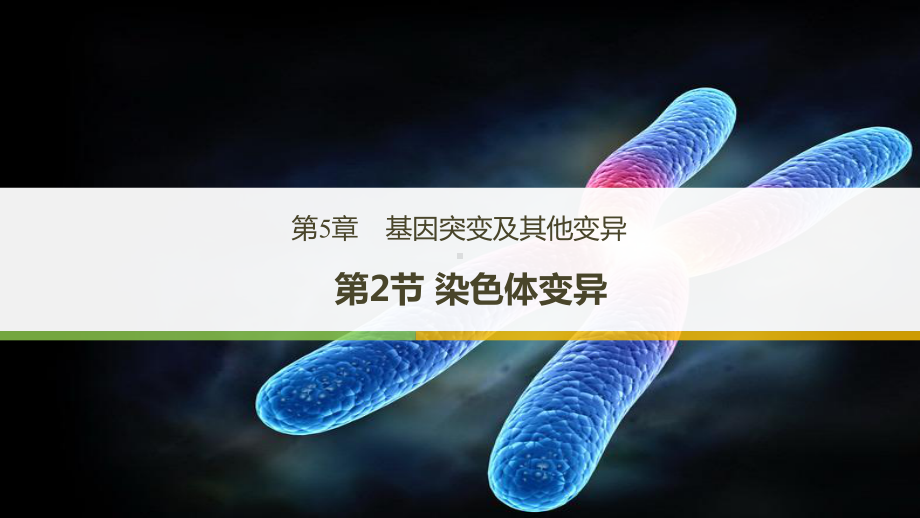 高中生物新教材《染色体变异》完美课件1.pptx_第1页