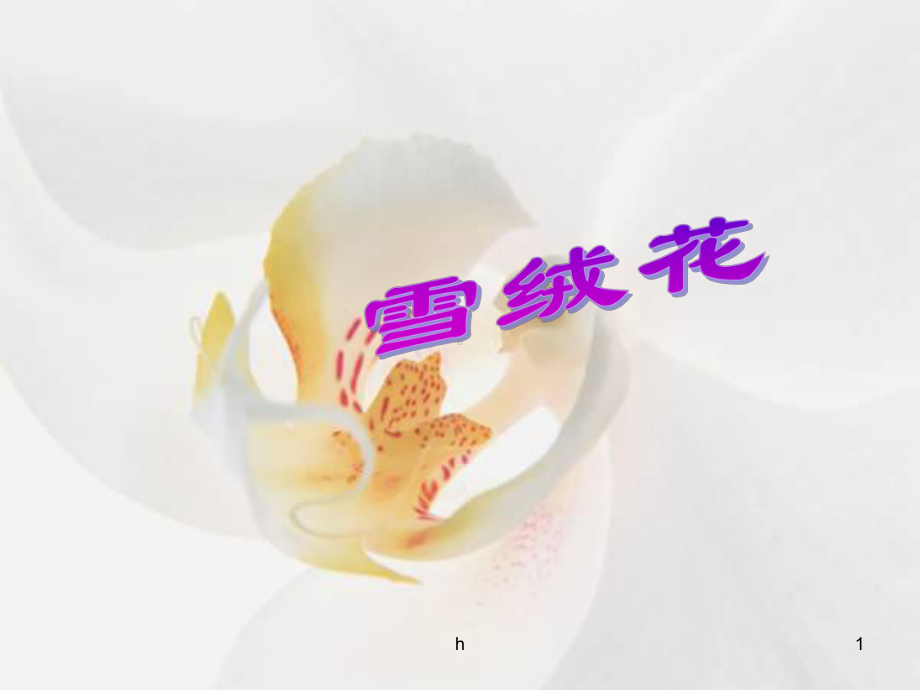 雪绒花—音乐课件.ppt（纯ppt,无音视频）_第1页