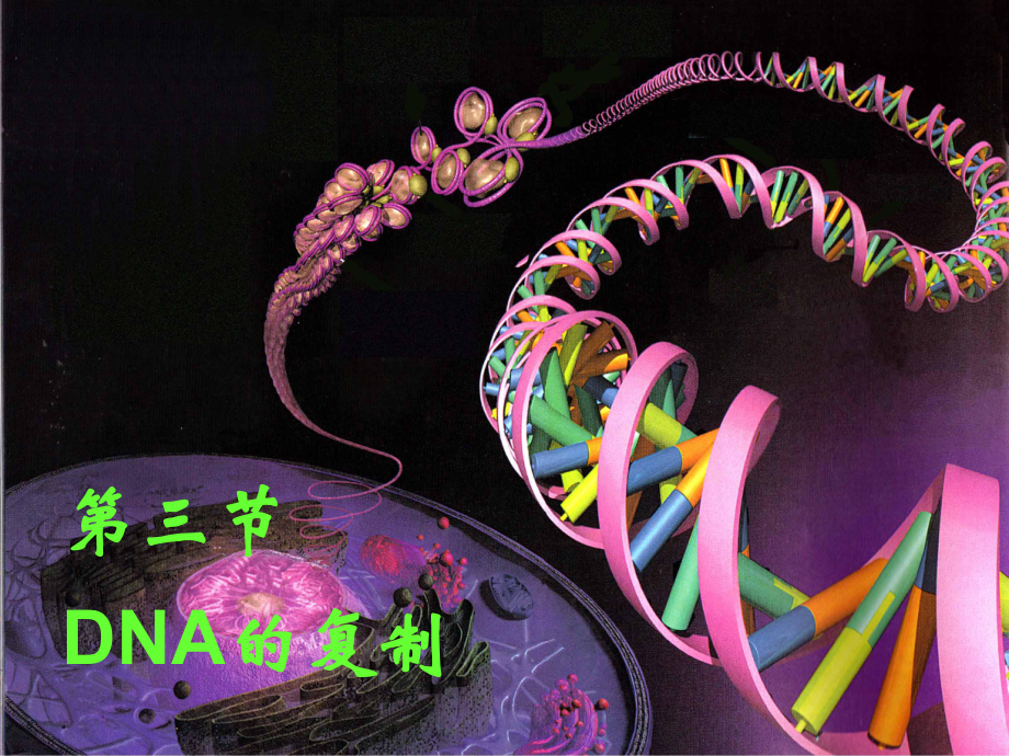 高中生物必修一《DNA的复制》(优质课)课件.ppt_第2页