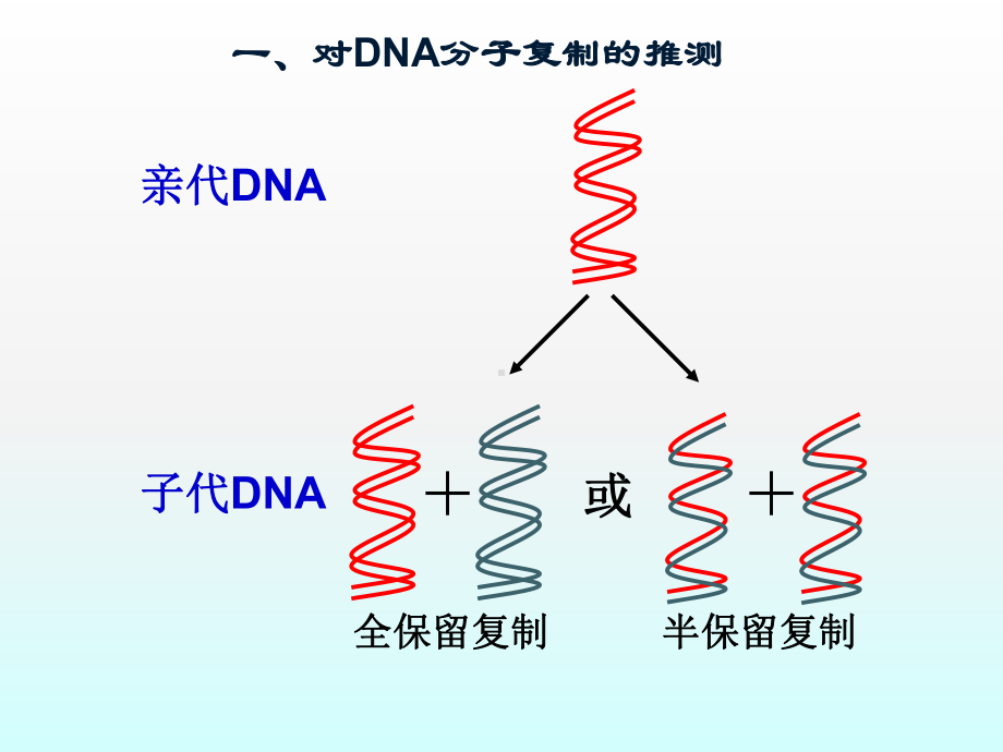 高中生物必修一《DNA的复制》(优质课)课件.ppt_第3页