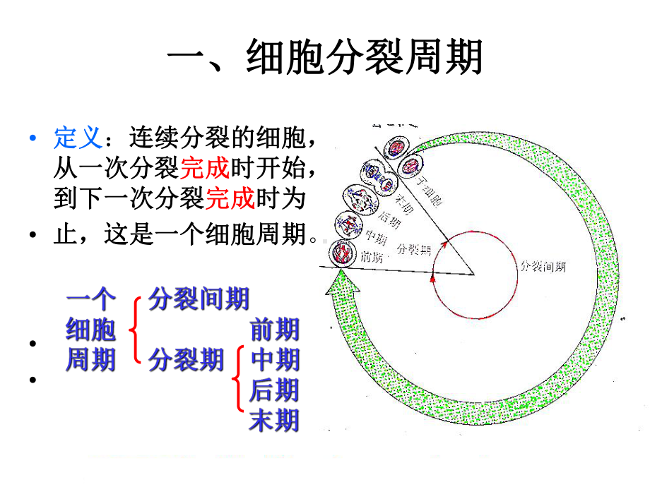 高中生物有丝分裂课件.ppt_第2页