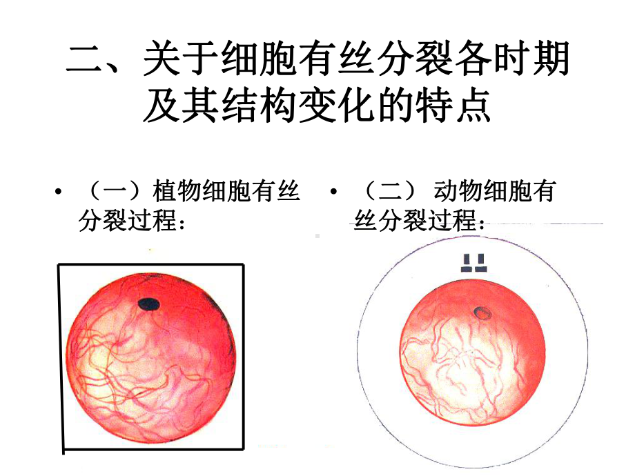 高中生物有丝分裂课件.ppt_第3页