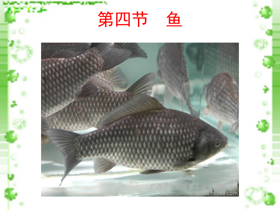 鱼人教版八年级上册生物课件.ppt_第1页