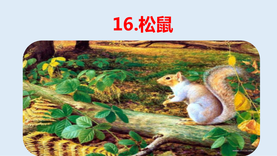 部编版语文五年级(上)第5单元16《松鼠》课件.pptx_第2页