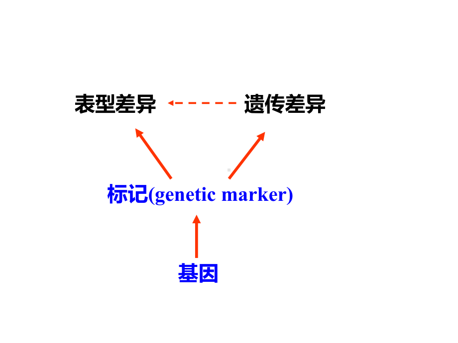 《动物分子生物学》教学课件：第八章-动物的分子标记及应用.ppt_第3页