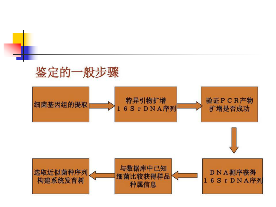 16SrDNA在细菌鉴定中的应用课件.ppt_第2页