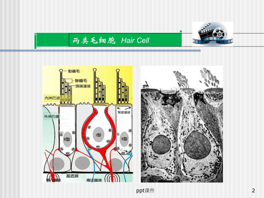 《前庭系统的功能解剖学》前庭感觉性毛细胞课件.ppt_第2页