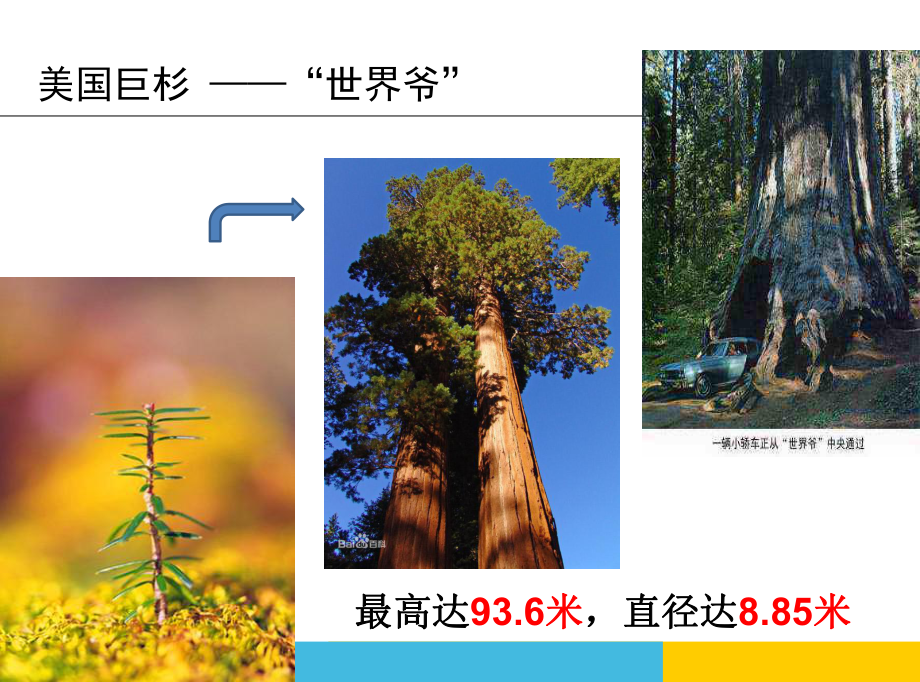 11号光合作用之市优质课-徐峰-生物课件.ppt_第2页