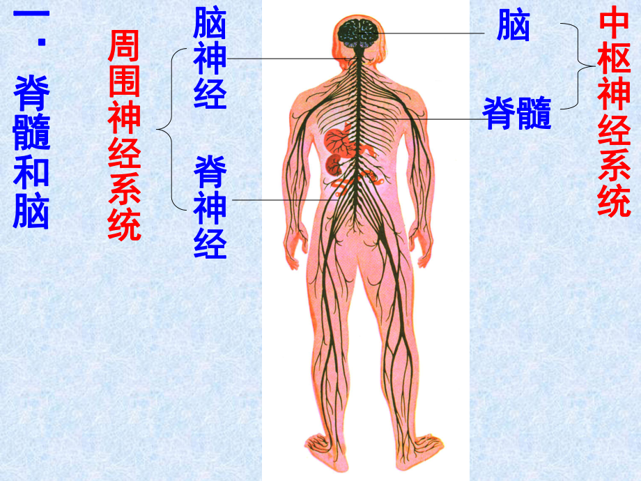 “植物人”脑干功能是正常的课件.ppt_第2页