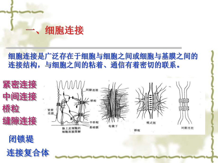 《人体解剖学》教学课件：01-细胞和基本组织.ppt_第2页