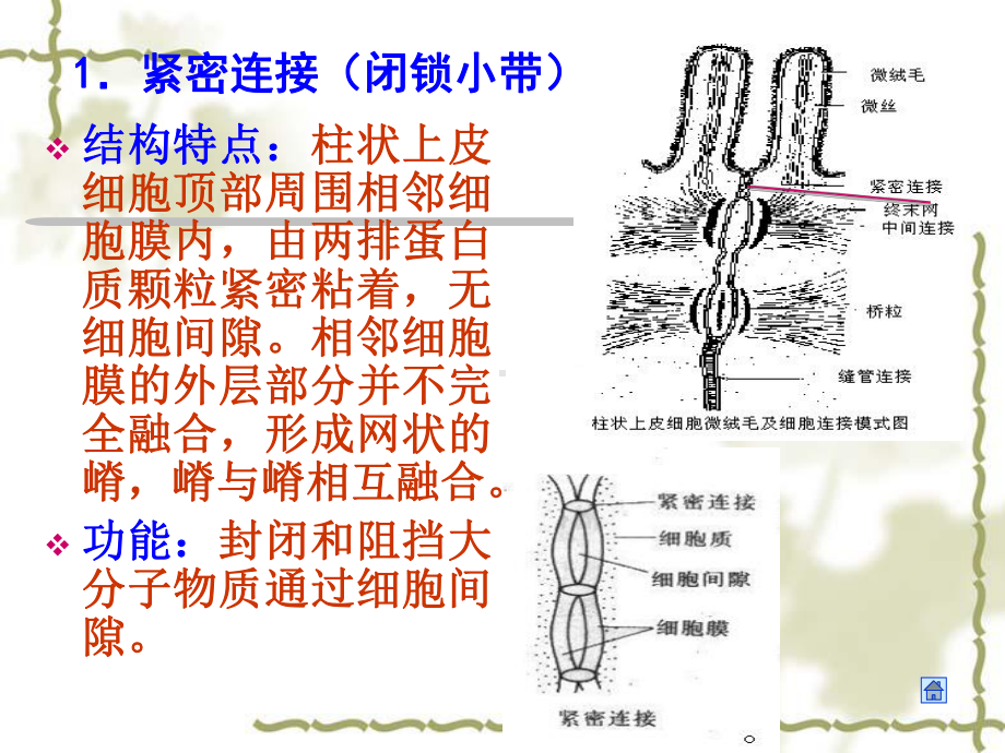 《人体解剖学》教学课件：01-细胞和基本组织.ppt_第3页